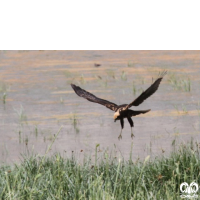 گونه سنقر تالابی Western Marsh Harrier